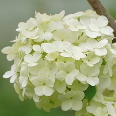 538468