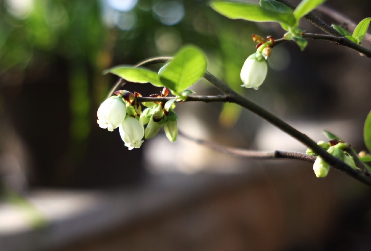 才知道蓝莓开花白精灵