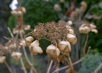 IMG_0874__