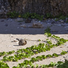 IMG_5529.jpg