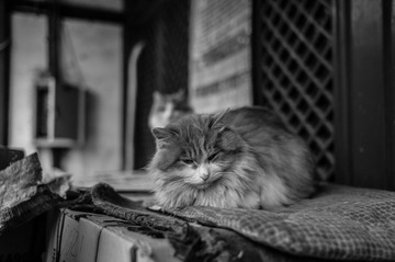 L1000981.jpg