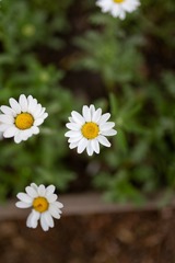 1306143