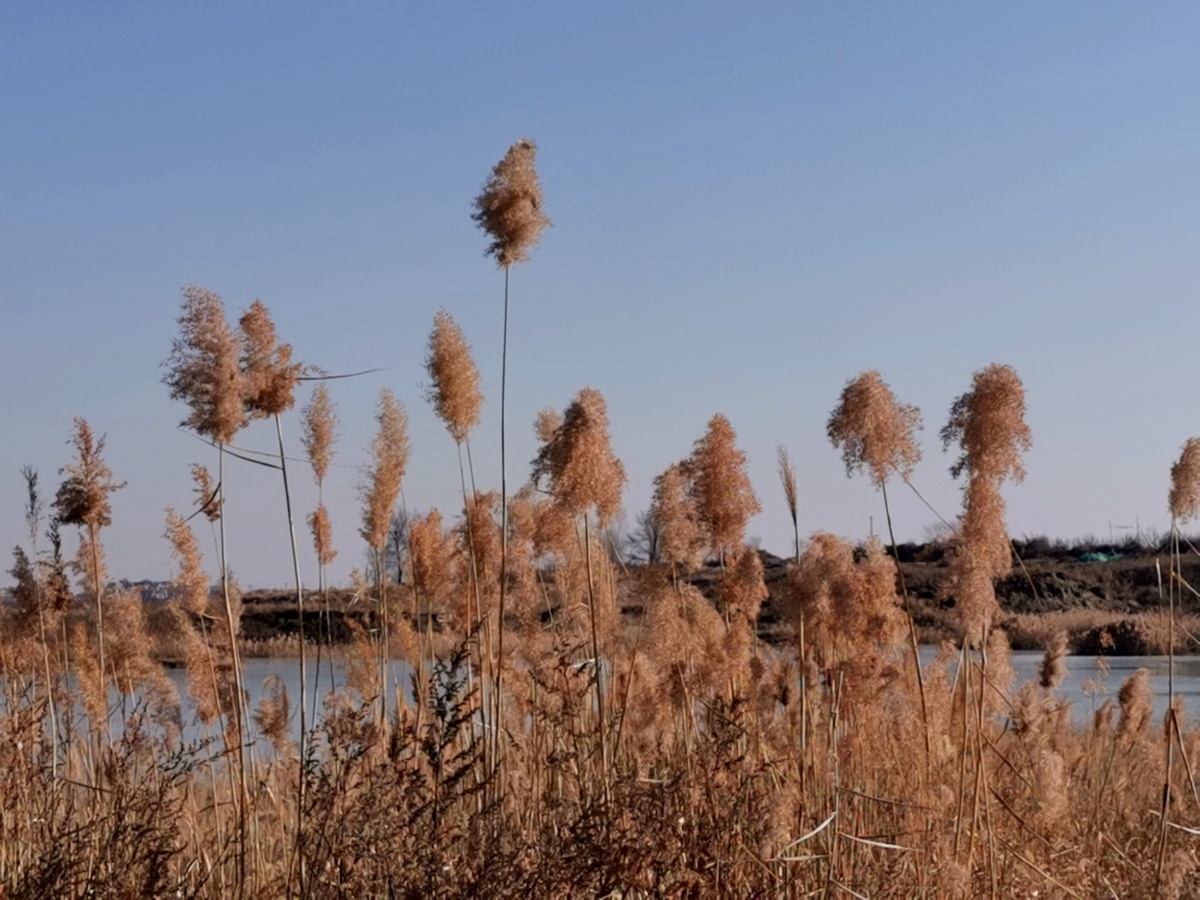 冬日暖阳下的芦苇