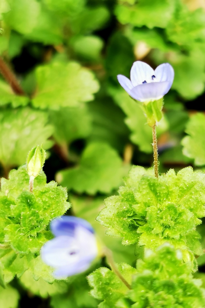 花园里最早开花的宿根植物野生婆婆纳