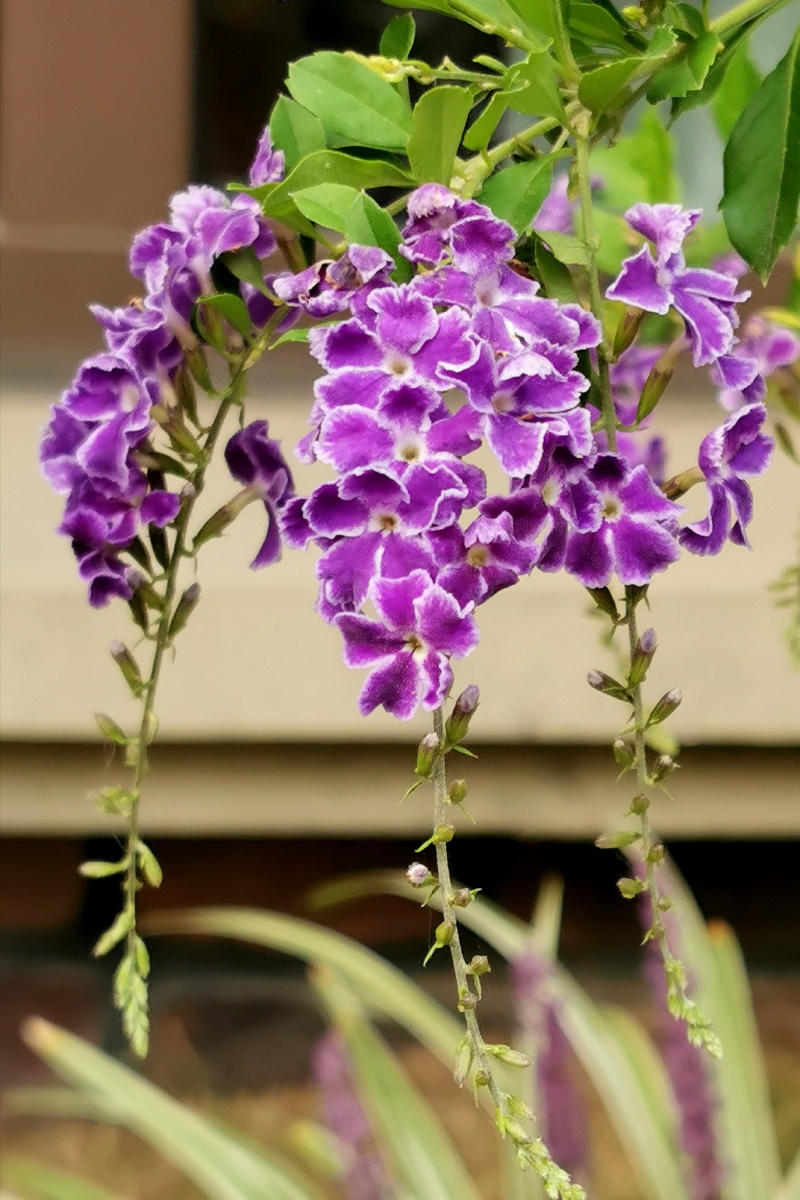 美美的蕾丝金露花