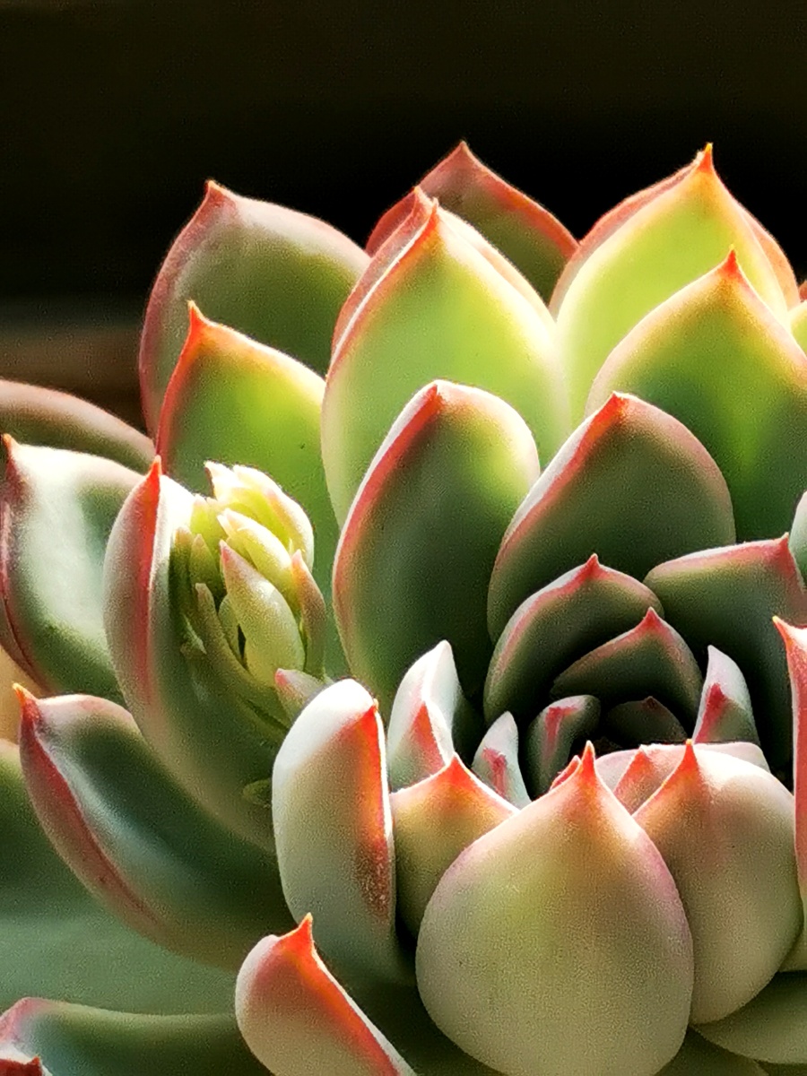 阳光下的多肉植物