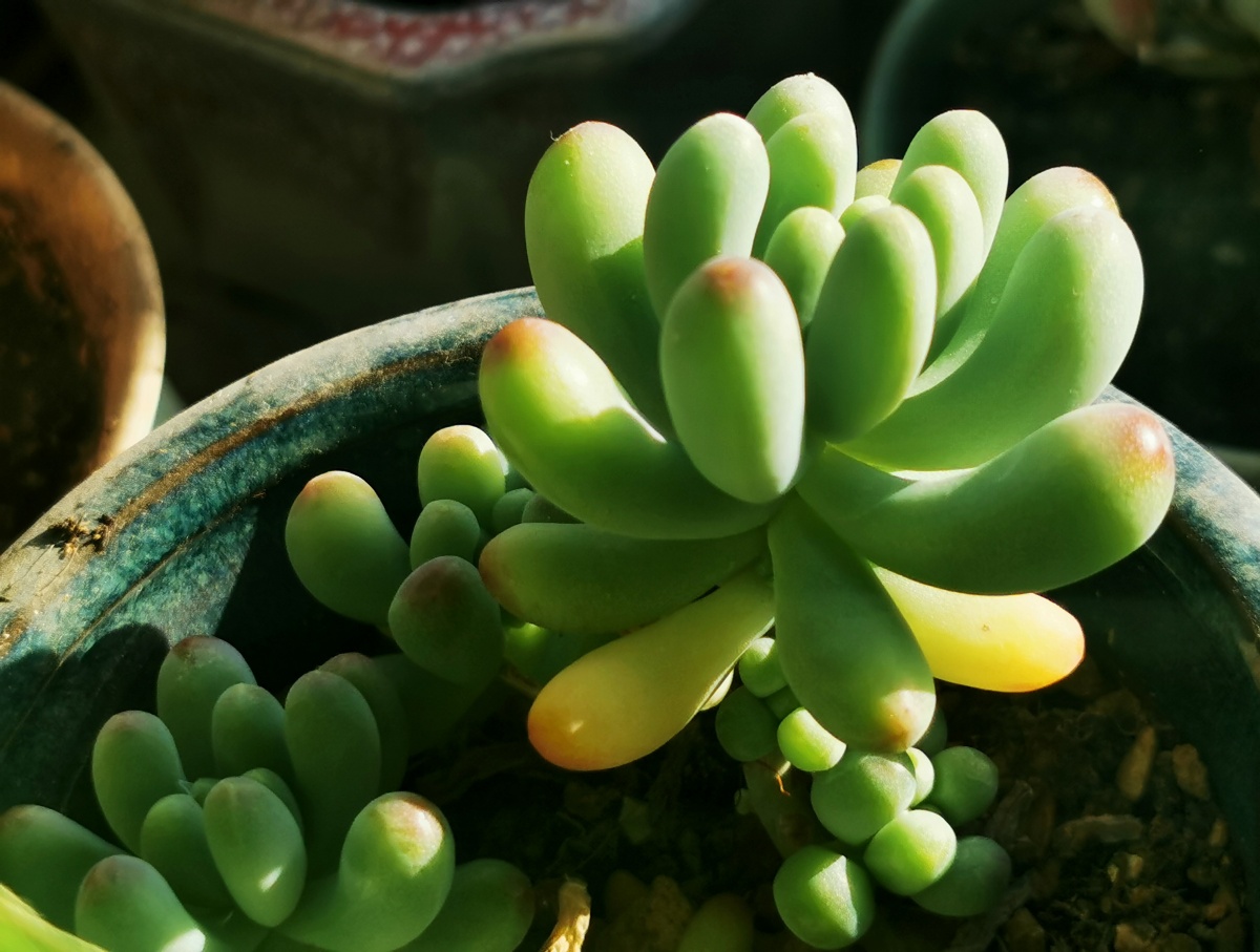 阳光下的多肉植物