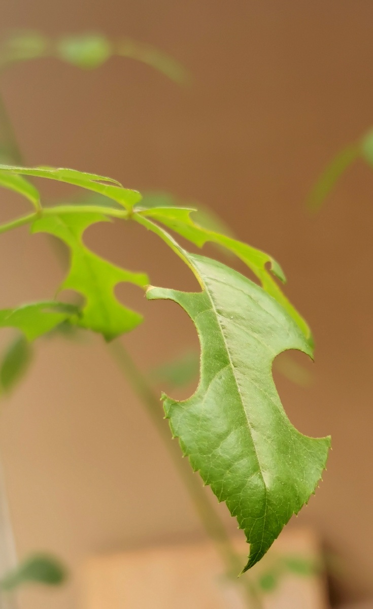 被切叶蜂切过的叶子