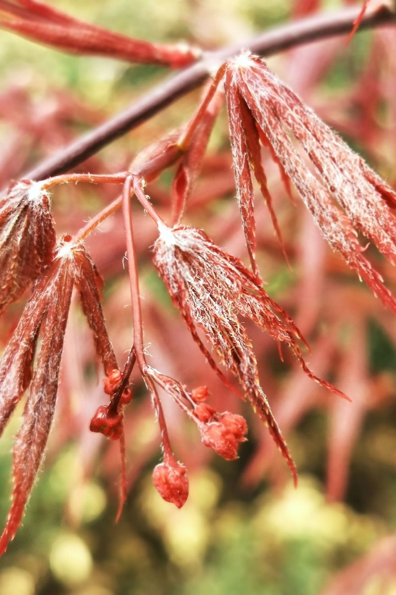 红枫也要开花? - 流云335 - 图虫