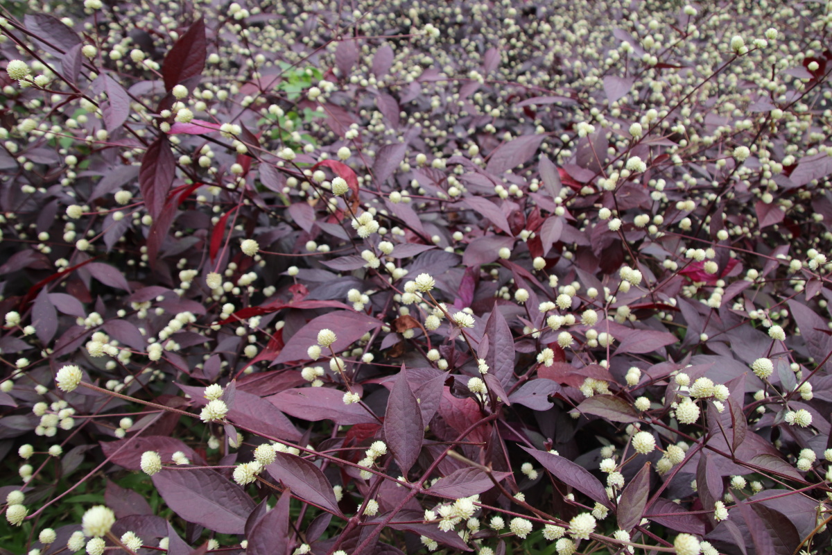 见闻红苋草花开如繁星漫天