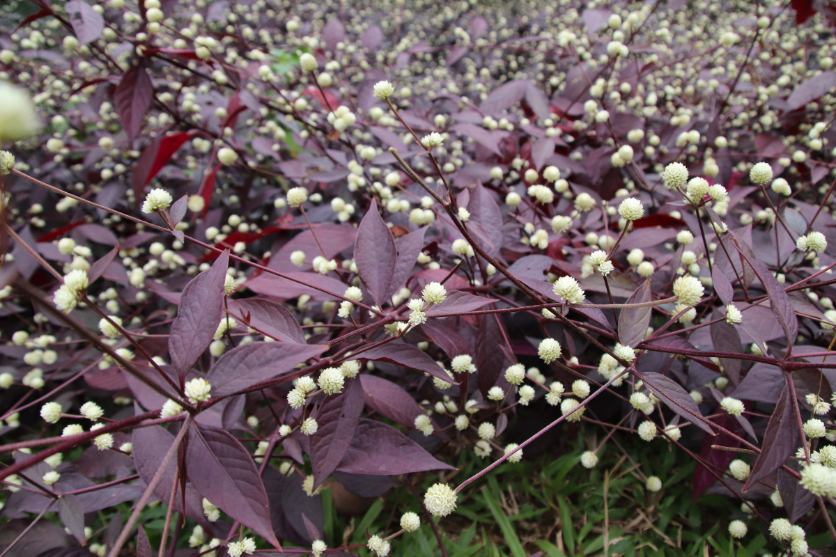 见闻红苋草花开如繁星漫天
