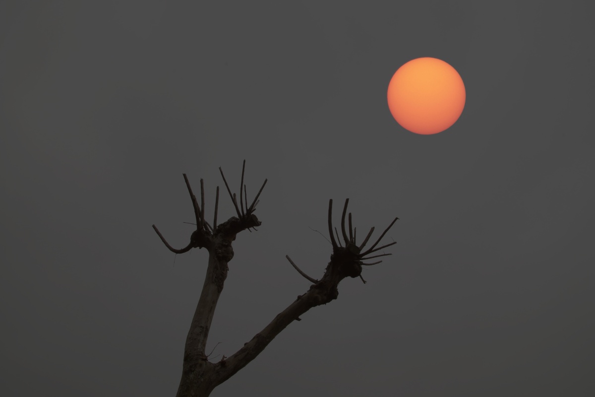 双重曝光树枝与夕阳