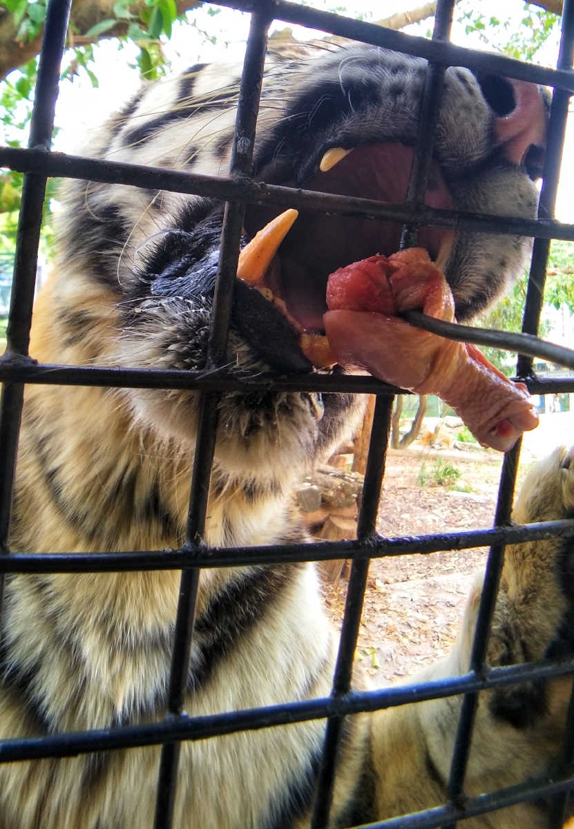 饿虎扑食