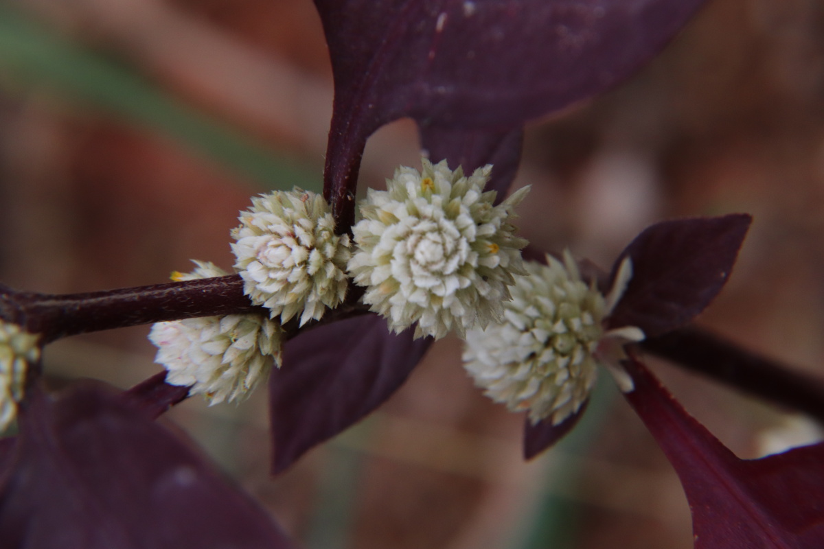 见闻红苋草花开如繁星漫天
