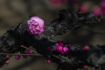 DSC_8668  修