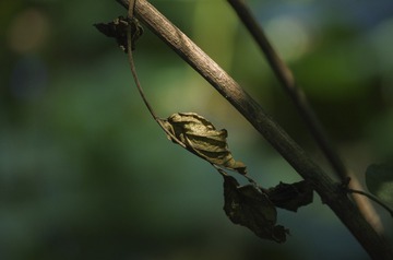 IMGP2365 修
