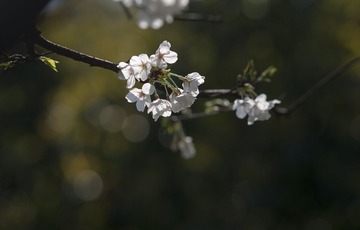DSC00522.jpg