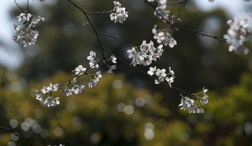 DSC00524.jpg