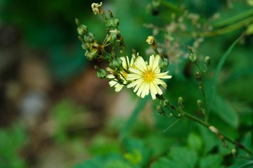 SAM_2381-1
