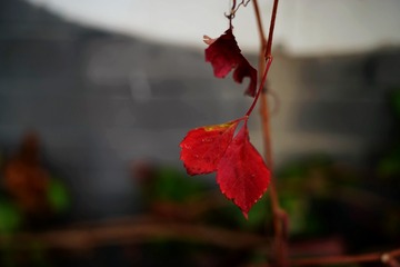 5A8050DC-C4E6-4CBE-934F-A545AEC6582B/L0/001