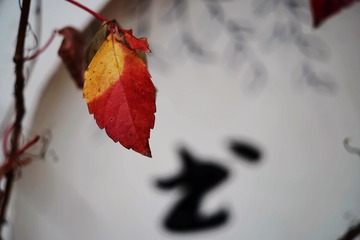 2E9D73E5-6265-4638-B208-DC7D86CC0D22/L0/001