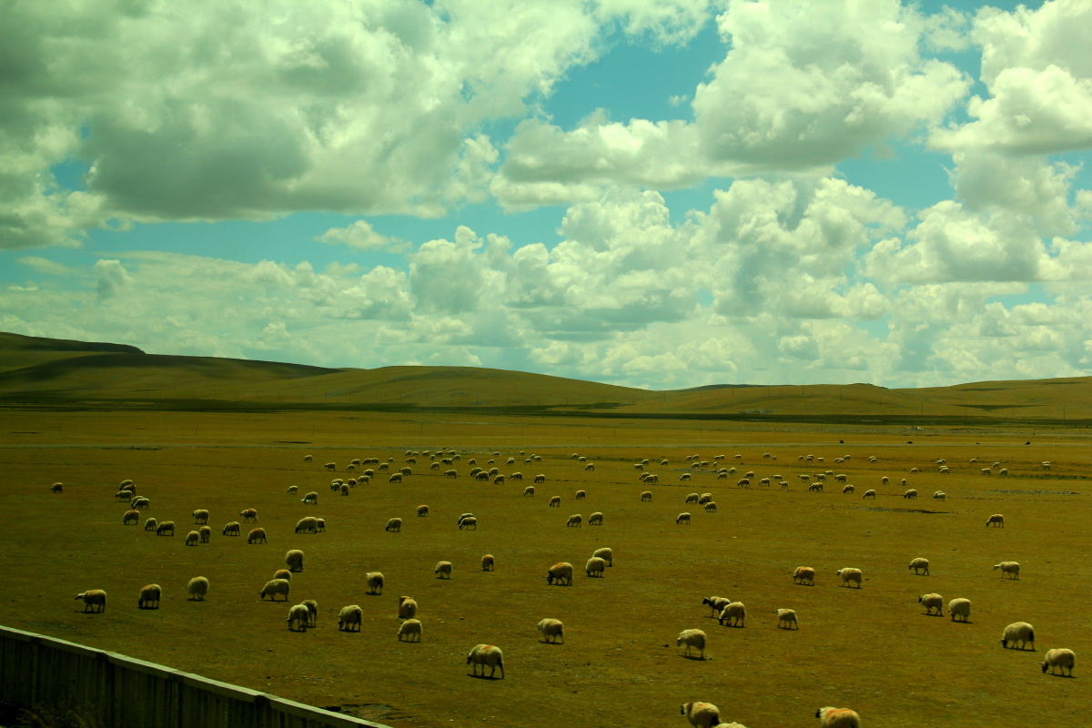 白云与山峦在视野的尽头相接,低低的一层天地间,散布着可可西里的牧羊