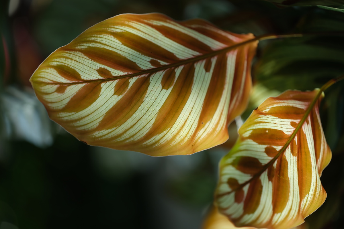 天画拽拽云上彩摸摸花中蕾画画夕阳印摇摇婵娟美毛柄银羽竹芋可能你