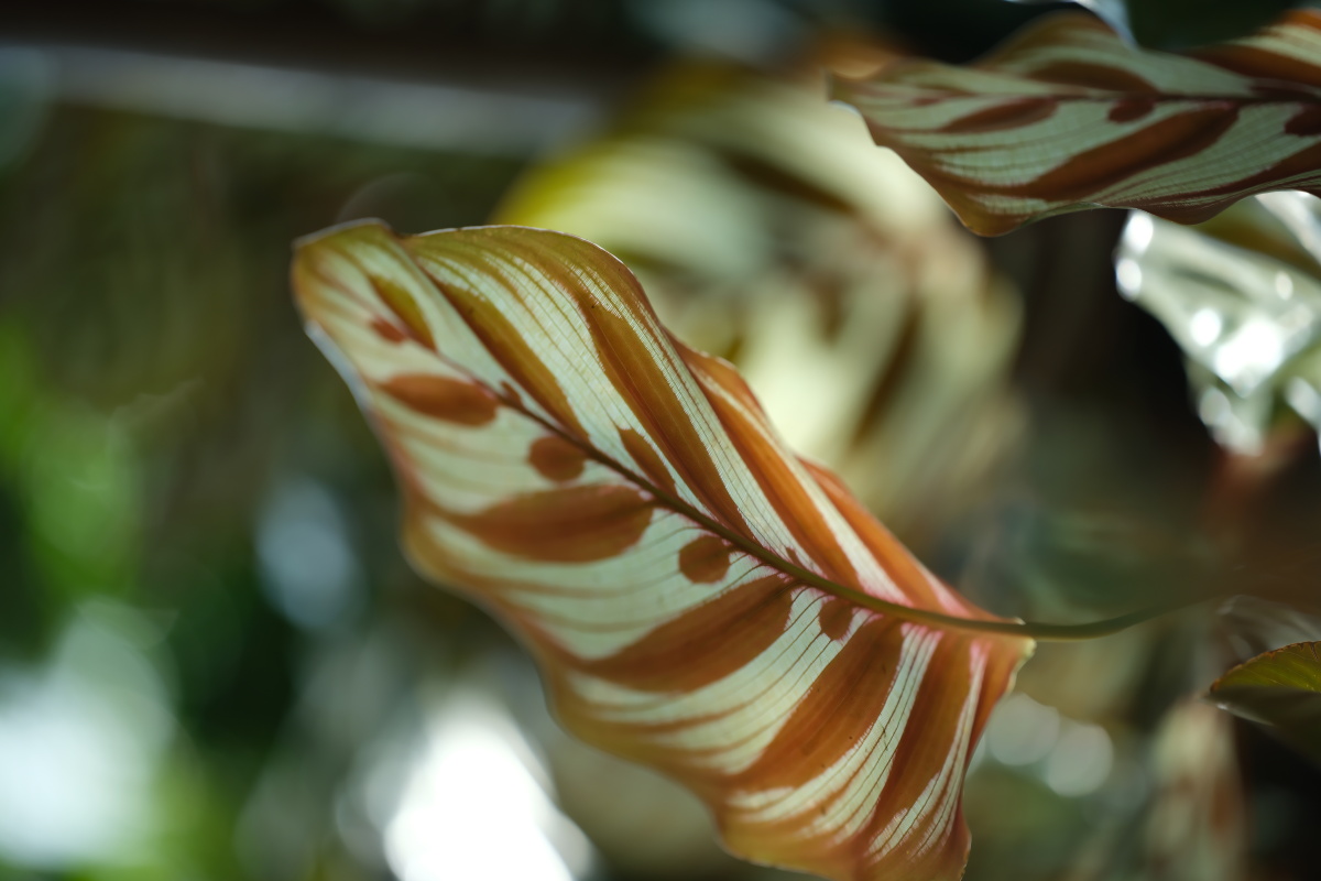 天画拽拽云上彩摸摸花中蕾画画夕阳印摇摇婵娟美毛柄银羽竹芋可能你