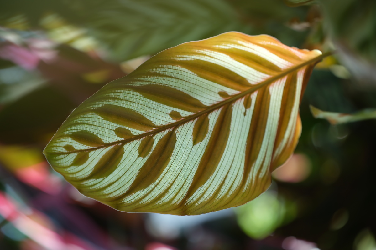 天画拽拽云上彩摸摸花中蕾画画夕阳印摇摇婵娟美毛柄银羽竹芋可能你