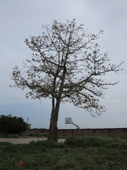 IMG_2655.JPG