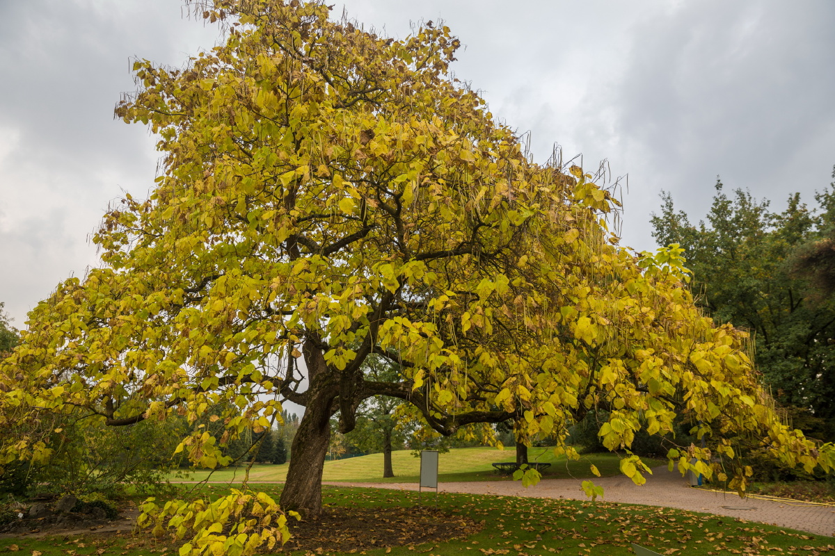 有颜值的树 - 杜灵