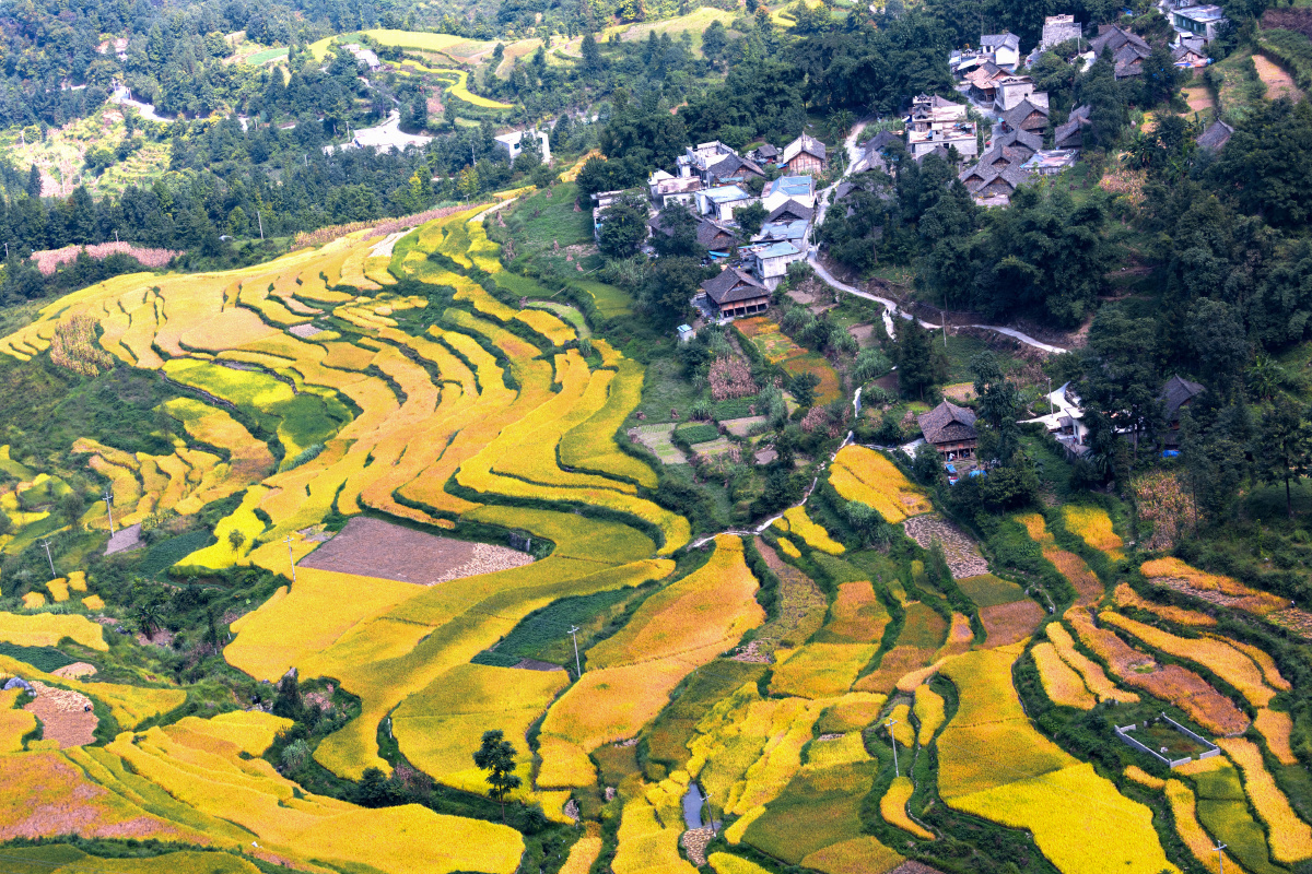 六盘水市图书馆文化下乡时所拍水城花戛乡天门村的七彩稻田