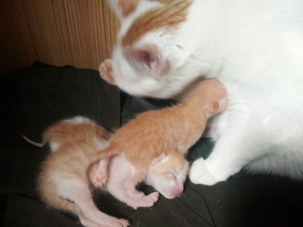 等待了十天终于睁眼的小小猫