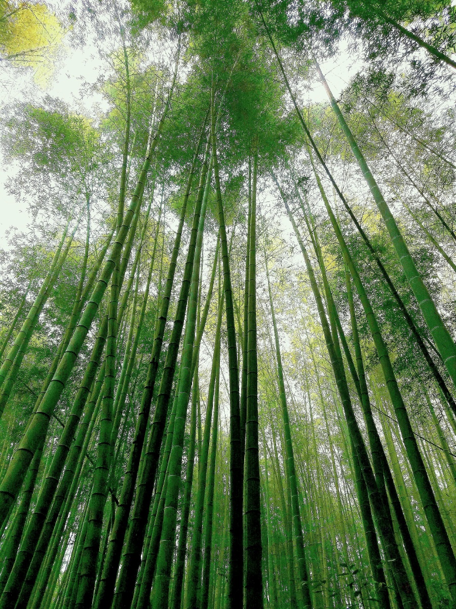 风华正茂