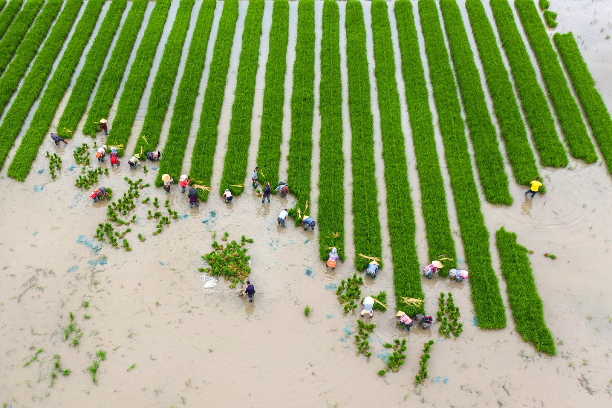 感恩种稻人,继续禾下乘凉梦…… - 之月镜像 - 图虫
