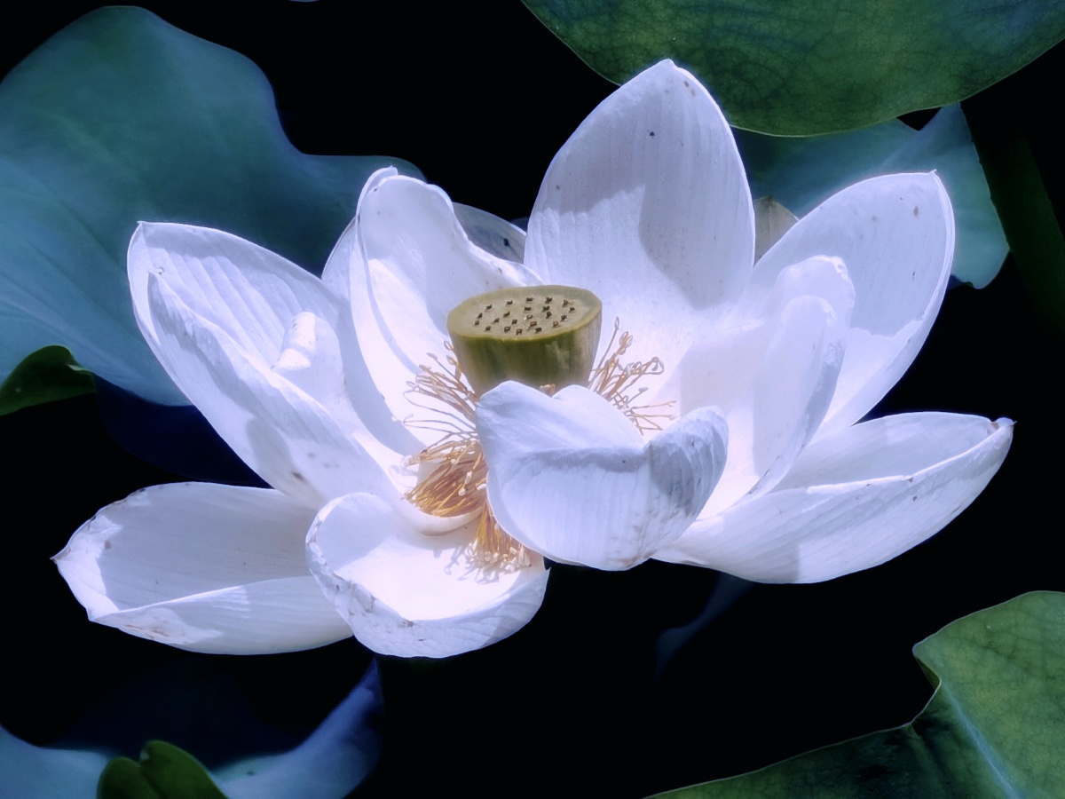 出污泥而不染——拍摄于管社山庄荷花池 - 静心赏月 - 图虫