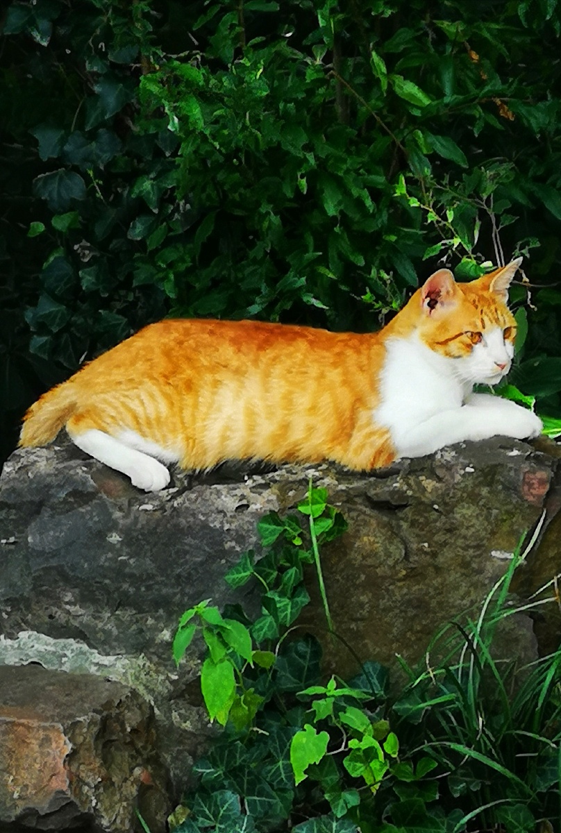 漂亮的猫生活在寺庙