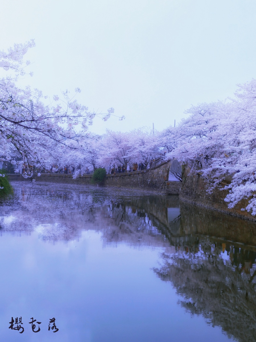 樱花长春桥拍摄于鼋头渚10