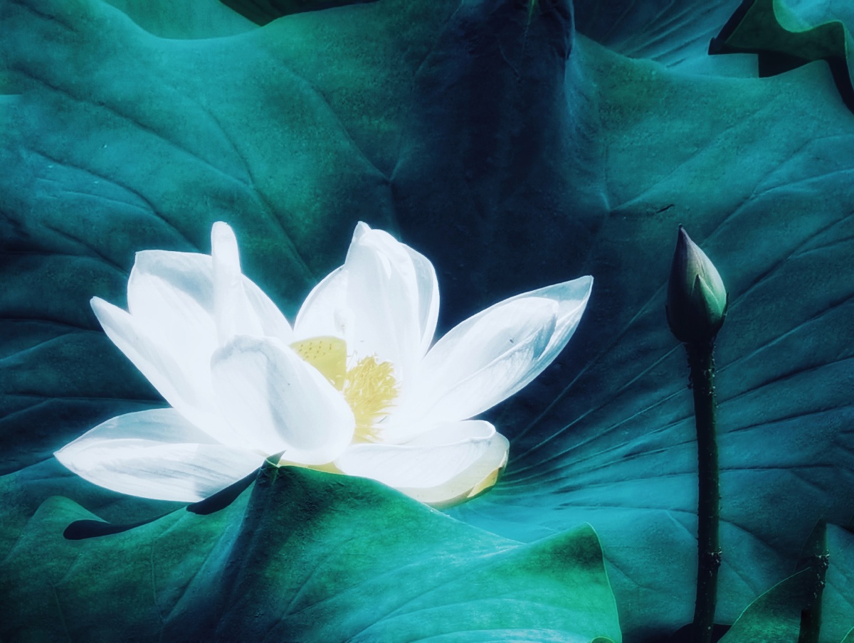 以清净之心看世界,修得一颗平常心,幸福无处不在. - 静心赏月