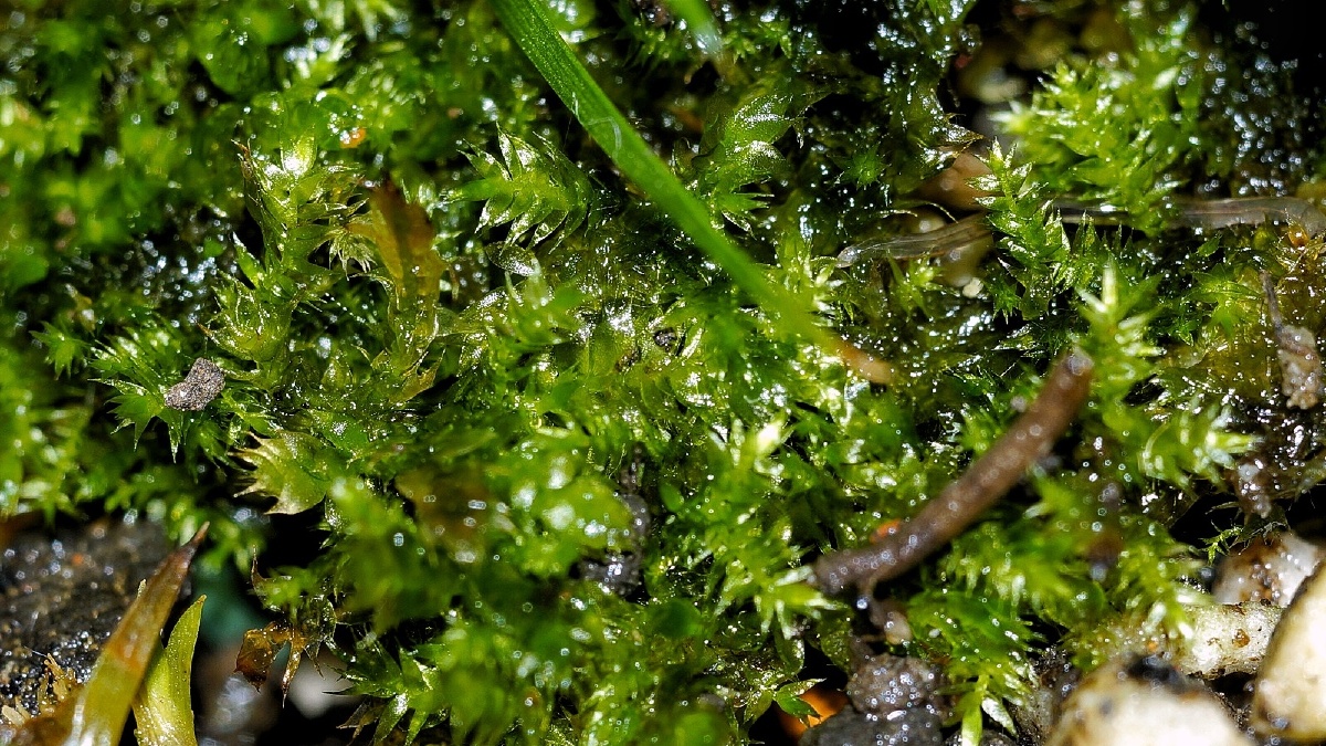 苔藓和孢子囊二