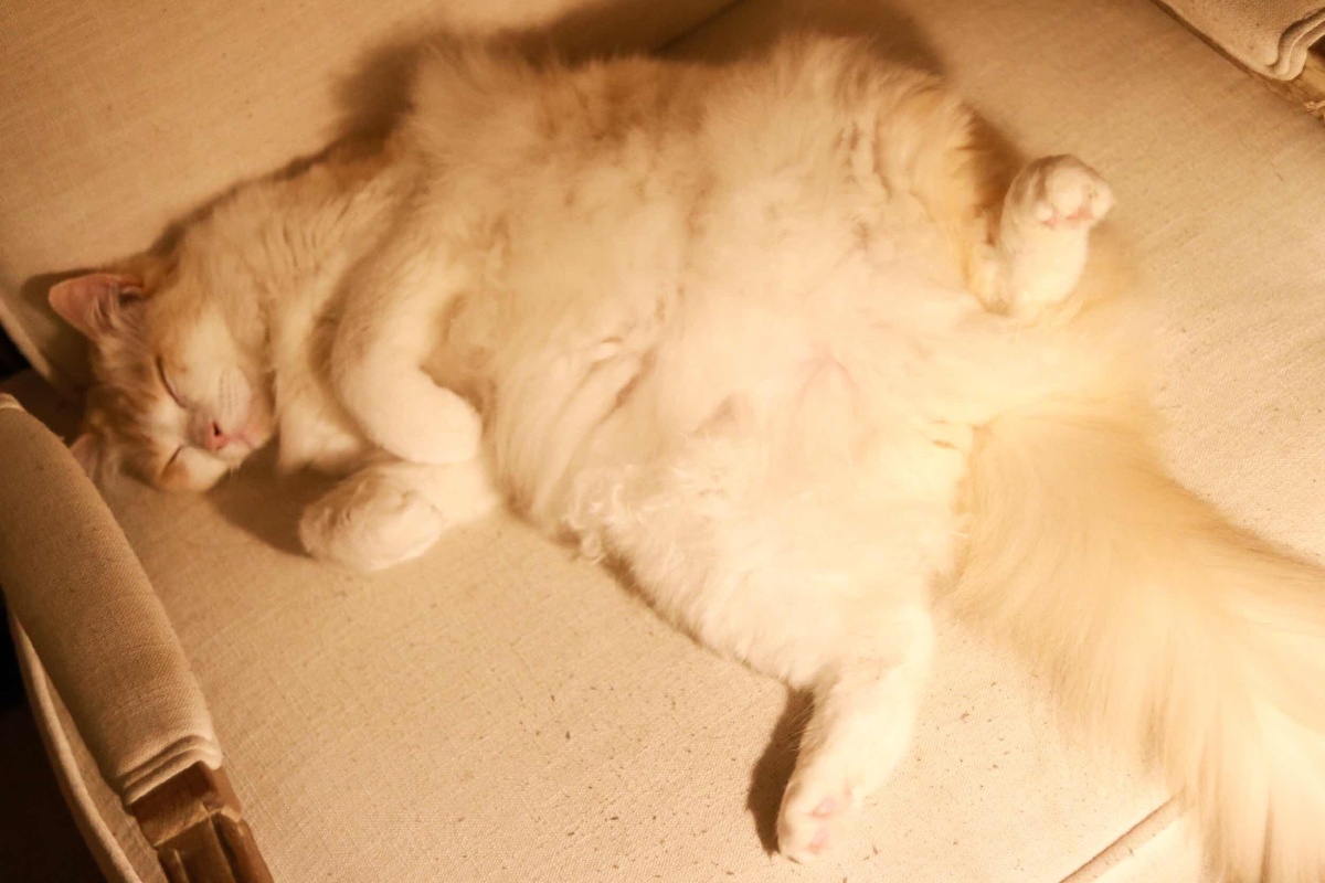 论一只睡得天昏地暗的猫仔