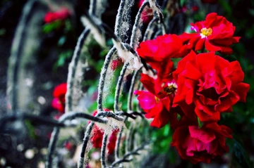 花与网(一)