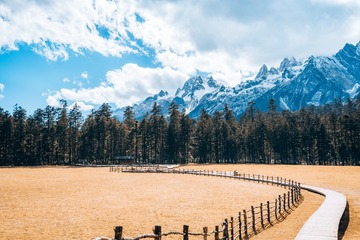 云南丽江玉龙雪山云杉坪