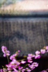 _DSC0021