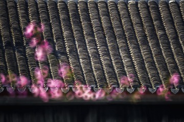 _DSC0010