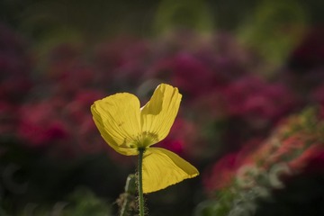 _DSC0179