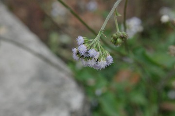 IMGP1030.JPG