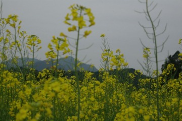 IMGP0942.JPG