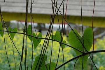 IMGP1163.JPG