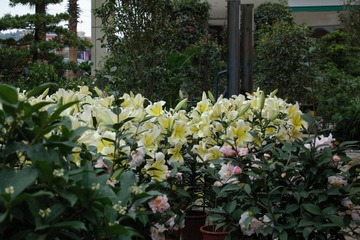 IMGP0748.JPG